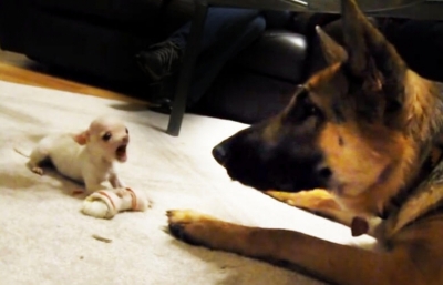 &Tau;&sigma;&iota;&omicron;&upsilon;ά&omicron;&upsilon;&alpha; &tau;&alpha; &beta;ά&zeta;&epsilon;&iota; &mu;&epsilon; &gamma;&epsilon;&rho;&mu;&alpha;&nu;&iota;&kappa;ό &pi;&omicron;&iota;&mu;&epsilon;&nu;&iota;&kappa;ό ! (video)